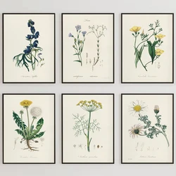 Antique Herbs Medicinal Plants Drawing Vintage Botanical Flower Poster Canvas Painting Wall Art Pictures Home Interior Decor