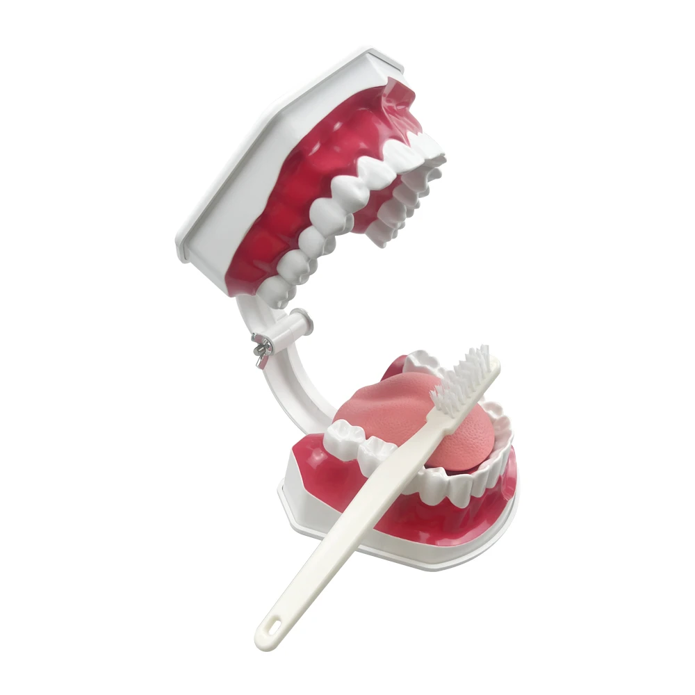 Dental Learning Model Brushing Teeth Teaching Studying Model With Tongue Dentistry Demo Tools Oral Medical Education Supplies