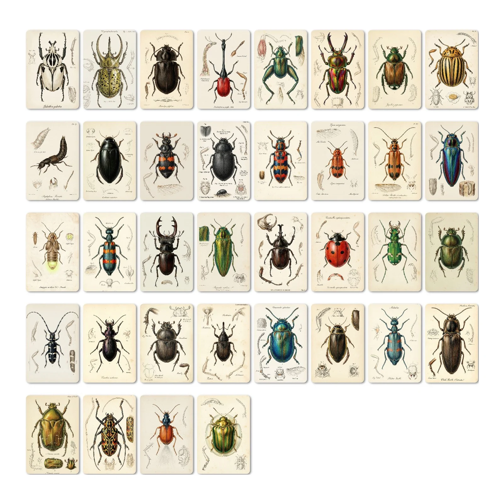 Collectible Vintage Greeting Cards - Postcard Set Retro Classic Beetle Car