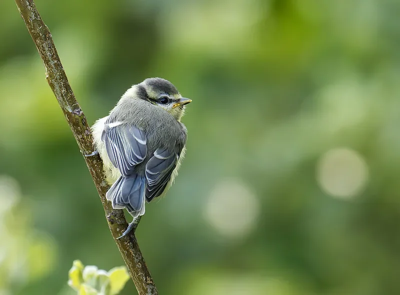 

Flywoo GOKU G45M 45A ESC (2-6S, 20x20) - AT32 Chip & MOSFET for Mini FPV Drones