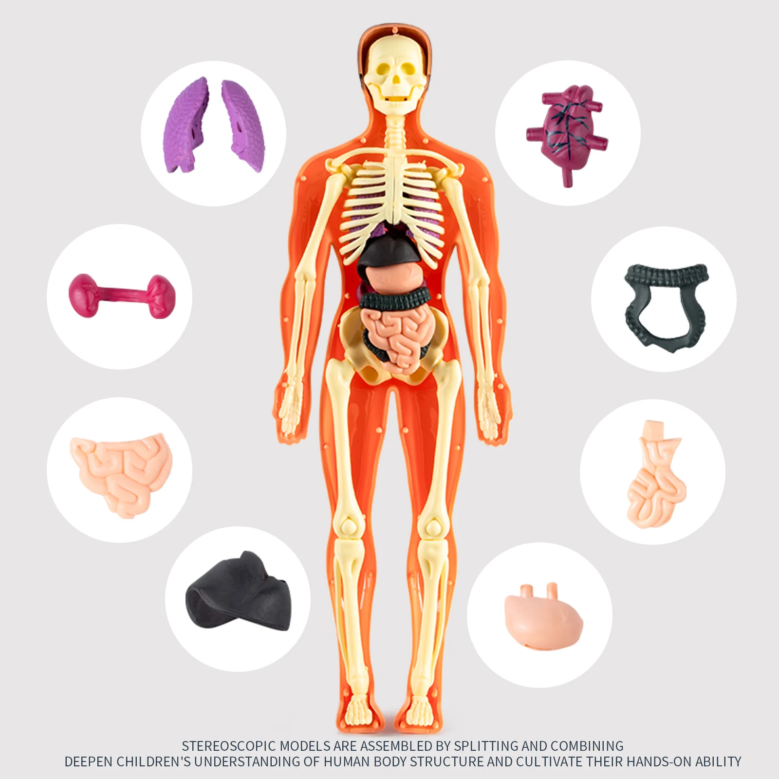 Modelo de cuerpo humano para niños, estructura de montaje desmontable, órganos de esqueleto de cuerpo completo, juguete de simulación médica de anatomía de esqueleto 3D