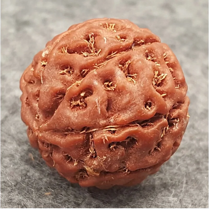 Carefully Selected Raw Rudraksha for Bracelets and Buddhist Prayer Beads