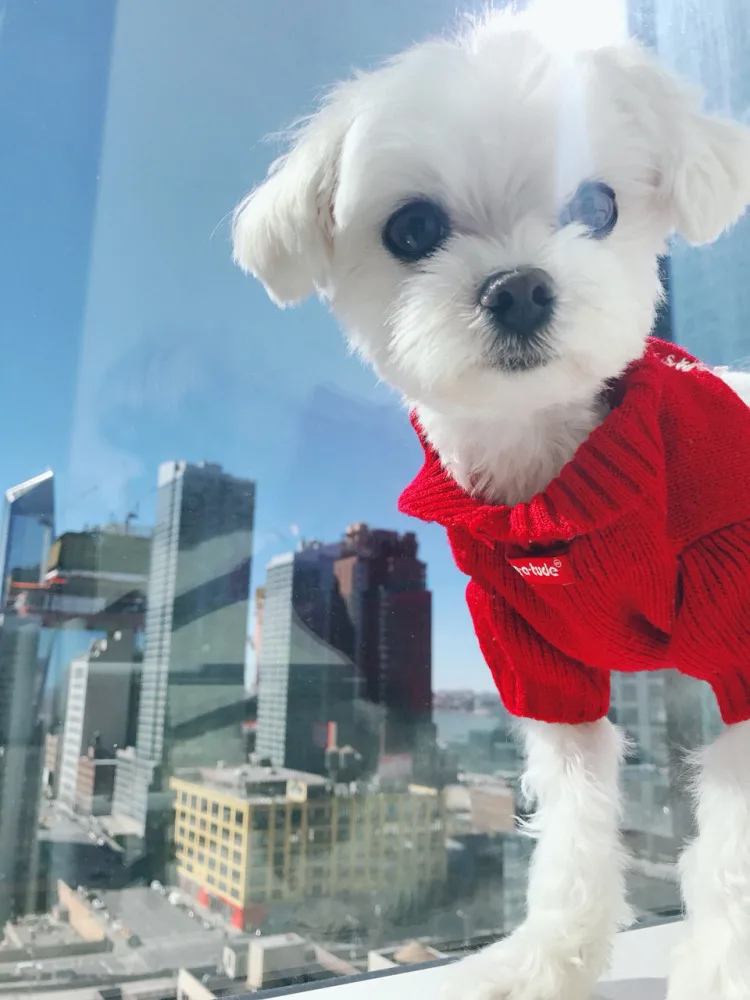 Temperament Pendler Strickjacke Jacke Einfarbig frauen Lose Pullover Mantel einreiher Mit Kapuze Jacke