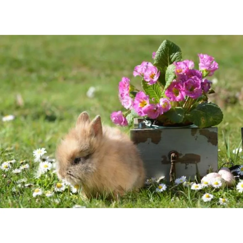 

Hobbywing QuicRun WP 880 80A Dual Brushed ESC Speed Controller Waterproof 2-4S LiPo High-Performance for 1/8 Scale RC Car