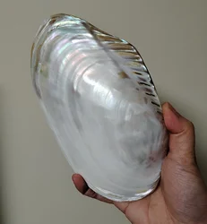 20-22CM Huge Polished Oyster Shell, Natural Mussel Shell For DIY Craft Decor Brand Desktop Ornament Photo Prop Themed Party Gift
