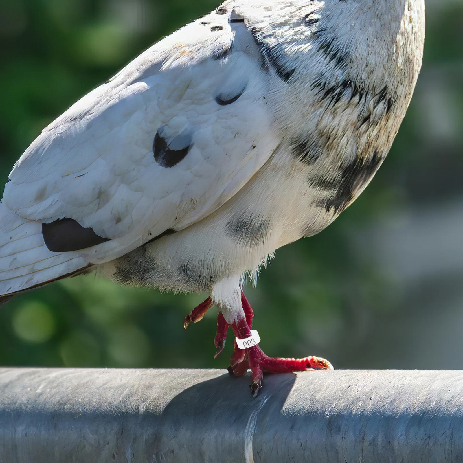 

100 Pcs Pigeon Anklet Chicken Foot Ring Rings Tags Various Equipment Pp Bird Leg