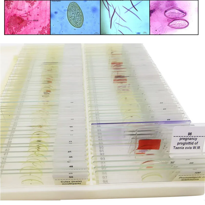 25/50/100Pcs Prepared Microscope Parasitology Slides for Educational Teaching