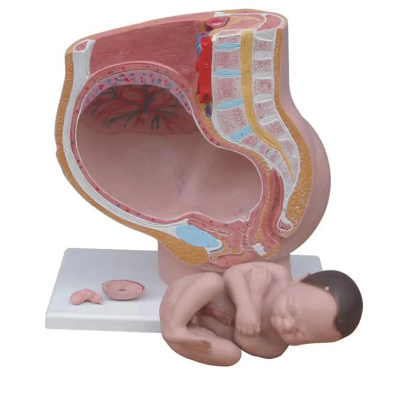 PVC Human Female Pelvic Section Pregnancy Anatomical Model Anatomy Fetus 40 Weeks