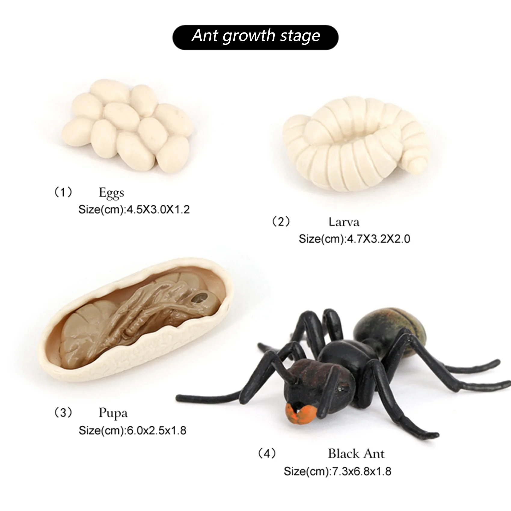 Simulation Ants Animal Life Cycle Insect Growth Cycle Model Life Action Figures Educational Kids Toys Black Ants