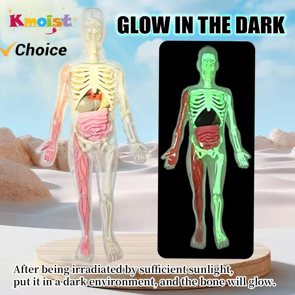 Glow in the Dark Human Skeleton Organ Anatomy Scientific Model Kit Assembly 3D Educational Human Body for Kids Chiristmas Gifts