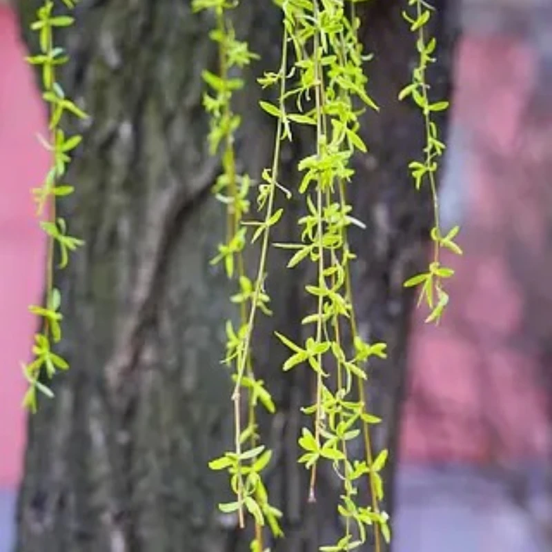 

GEPRC TAKER H743 BT 32Bit 50A Stack GEP-BL32 50A 96K 4IN1 ESC Dual Gyro Data Analyze Record Flight Barometer Racing FPV Drone