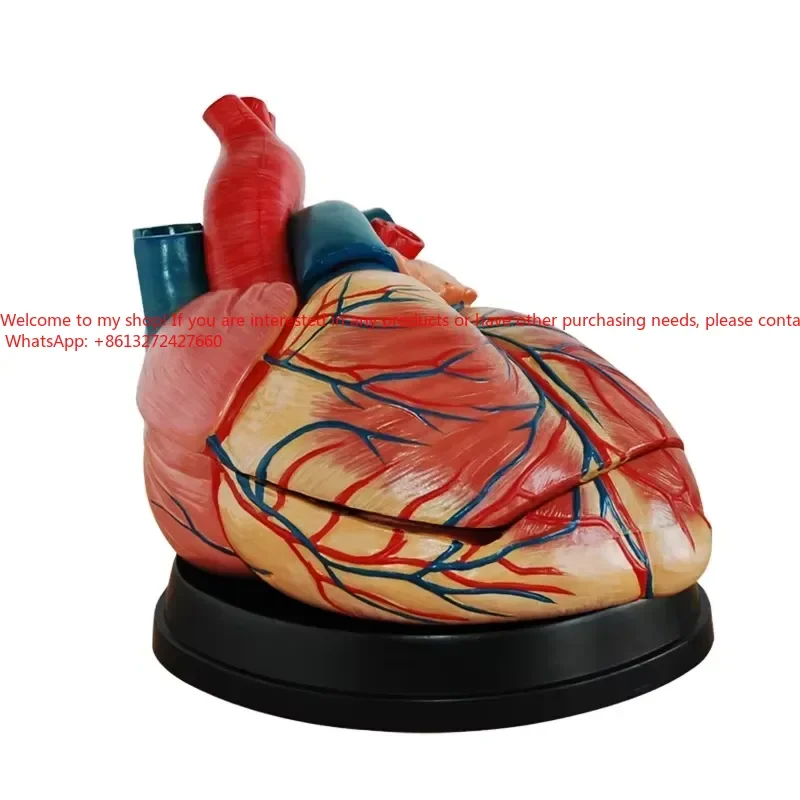 New Style Jumbo Anatomical Heart Model PVC Large Heart Anatomy for Medical Science