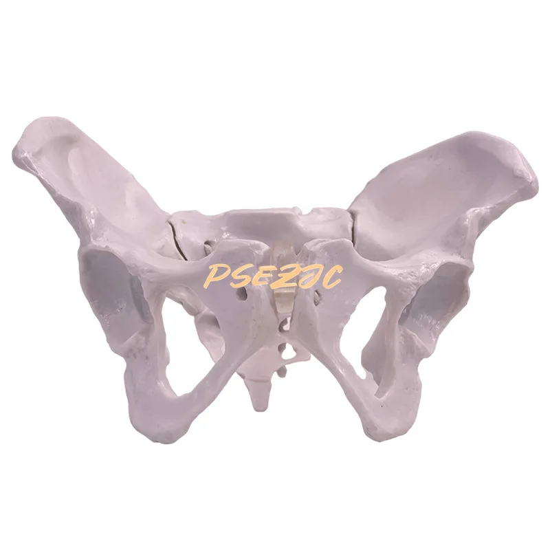 Mini Pelvic Health Human Medical Skeleton Female Lumbar Vertebrae  Bone Joint Model Teaching Supplies Can Be Activity