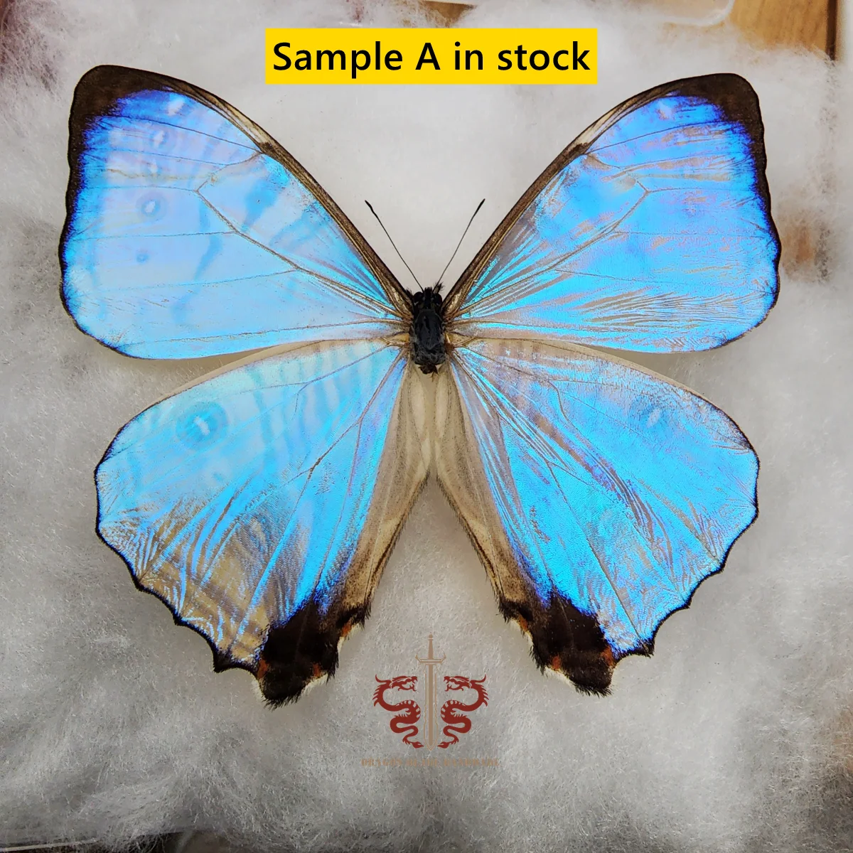 Butterfly ornament Morpho sulkowskyi male, 1pc wings spread A1/A- high quality, Decorative Display Collection Gifts