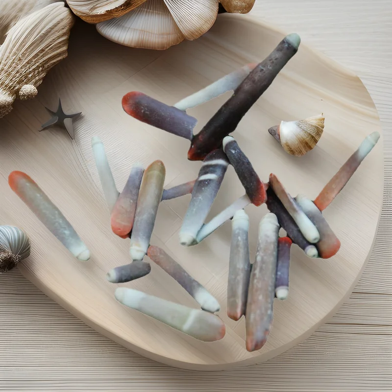 Natural Haliotis Shell & Crinoid Stem - DIY Craft Material, Jewelry Component, Shell Art Decor, Marine Themed Display, Seashell