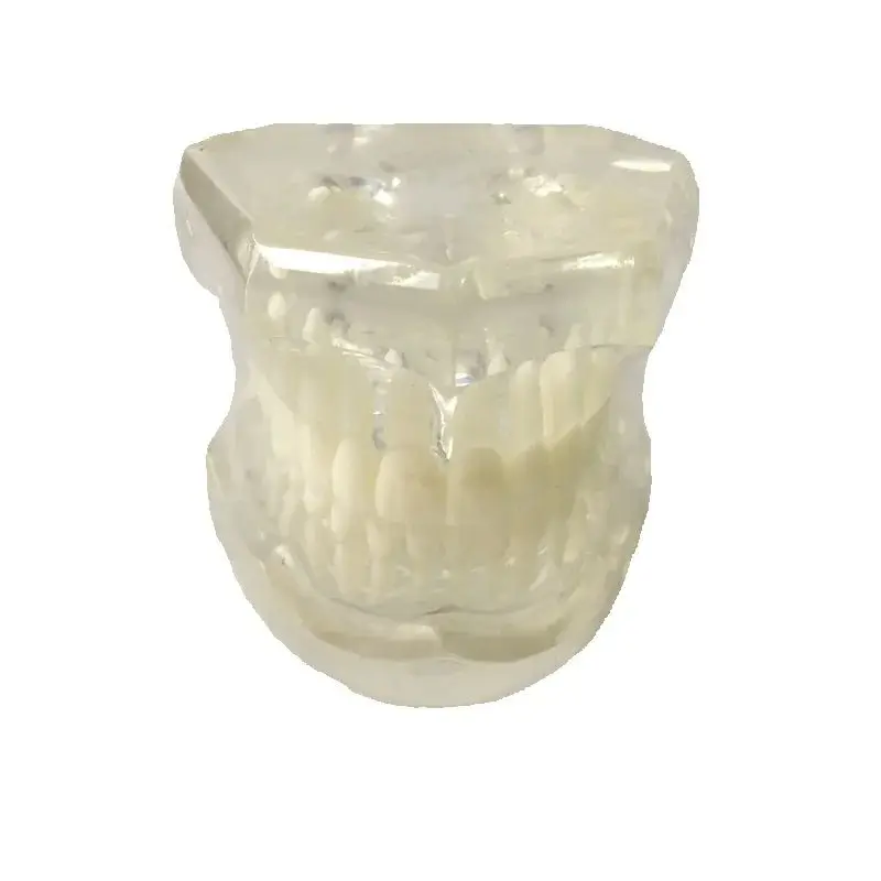 High Quality Standard Dental Models Full Hinge M7002 Transparent and Yellowish
