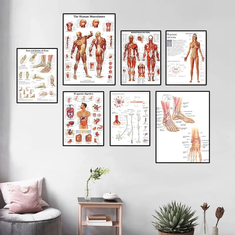 Human Anatomy Body Organ Bones Picture HD Poster Canvas Painting Wall Art Medical School Living Room Home Decoration Mural