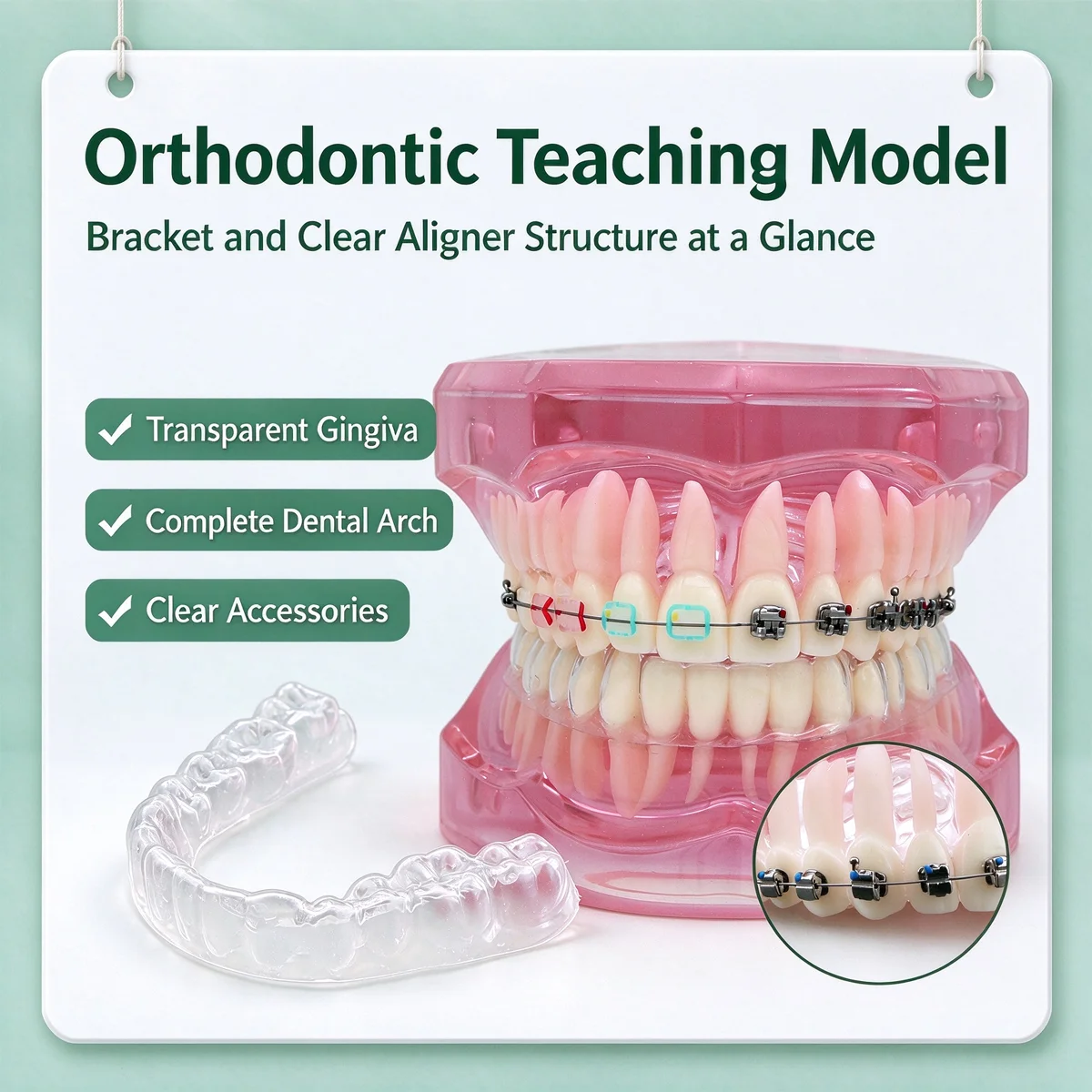 Dental Teeth Model Dentistry Orthodontic Model With Bracket And Aligner For Student Teaching Research Demonstration