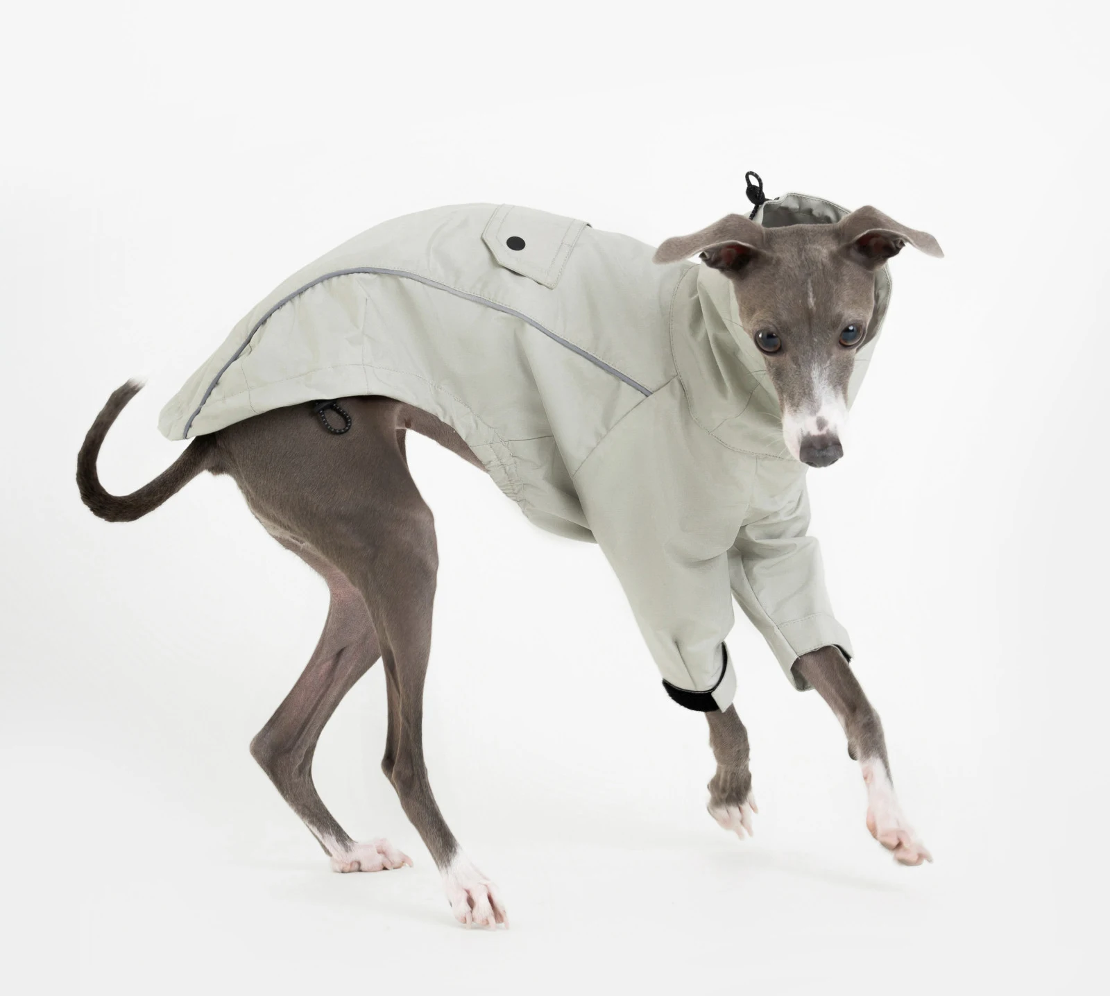 windproof-outdoor-jacket-for-italy-greyhound-water-repellent-raincoat-soft-sweatshirt-for-small-mid-whippet-dogs