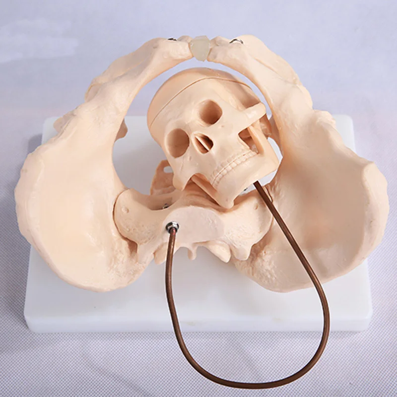 

Female Pelvis Model With Fetal Skull Midwifery Bone Model BIX-A1038