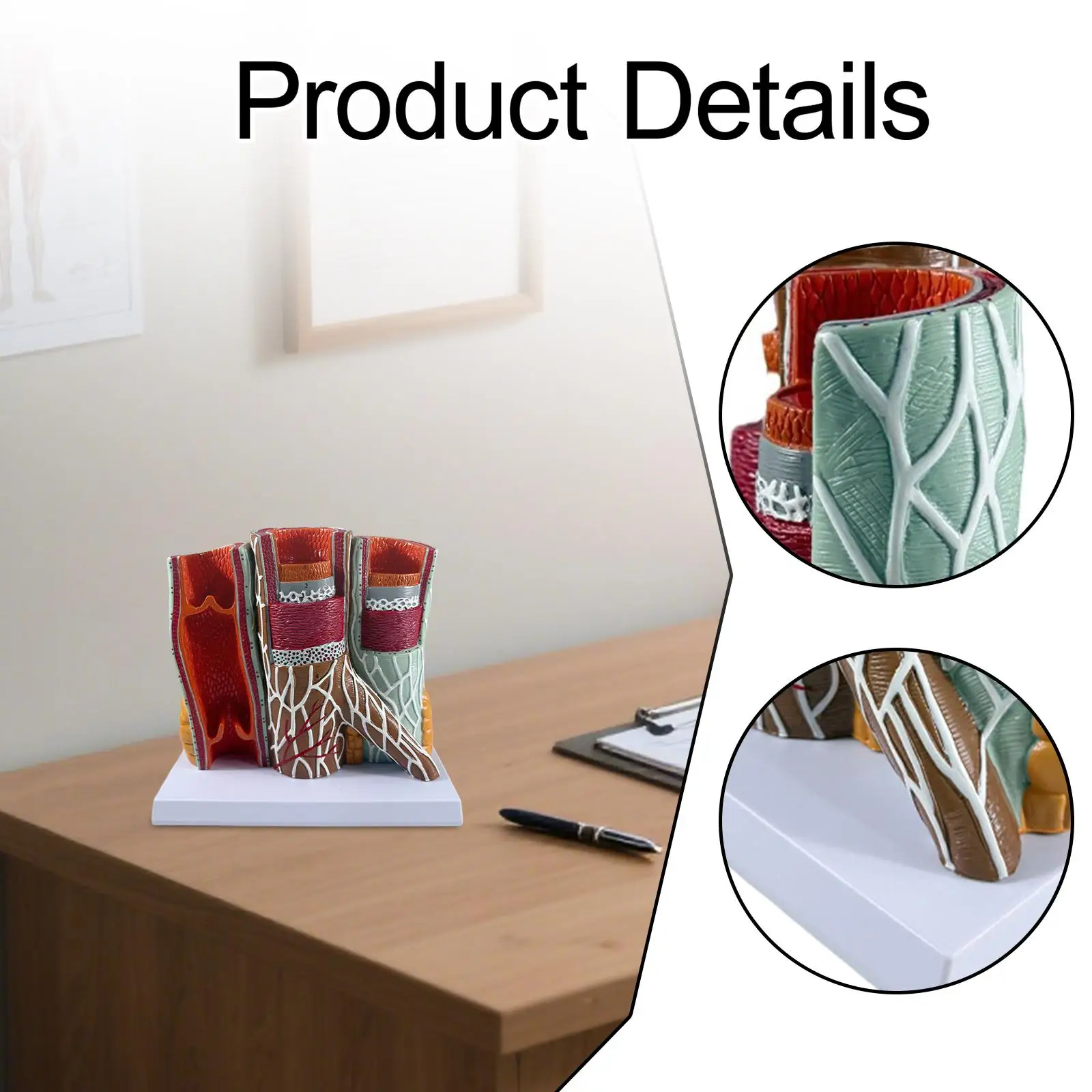 نموذج الأوعية الدموية البشرية تعليم العلوم العلمية التعليمية الوريد الشرياني هيكل الوريد الشرياني نموذج التشريح التعليم #5