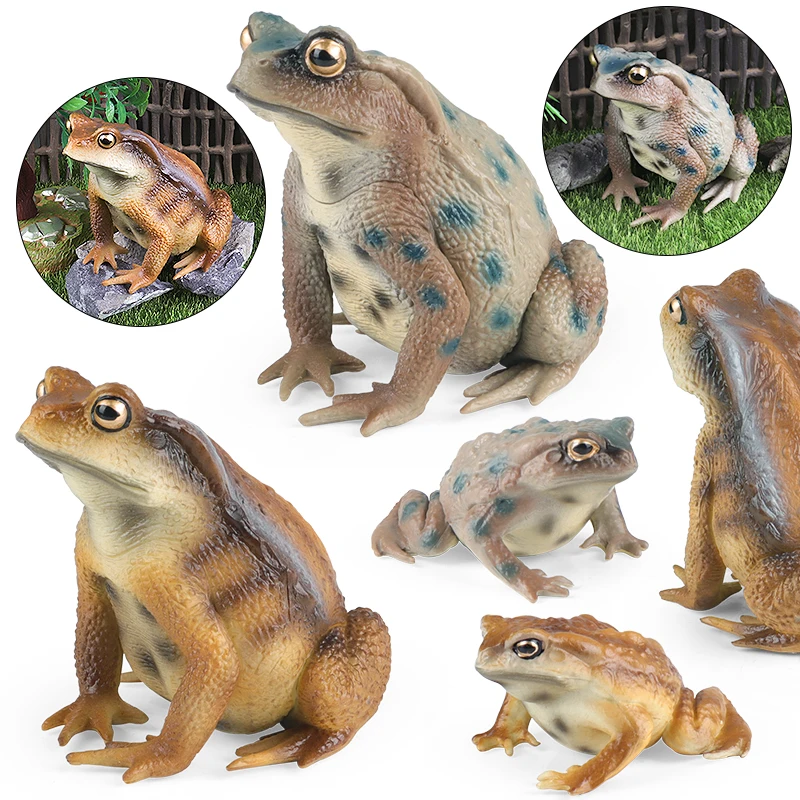 Oenux Wild Animals Bullfrog Model Simulation Tadpole Hatch Frog Growth Cycle Action Figures PVC Cute Educational Toys Kids Gift