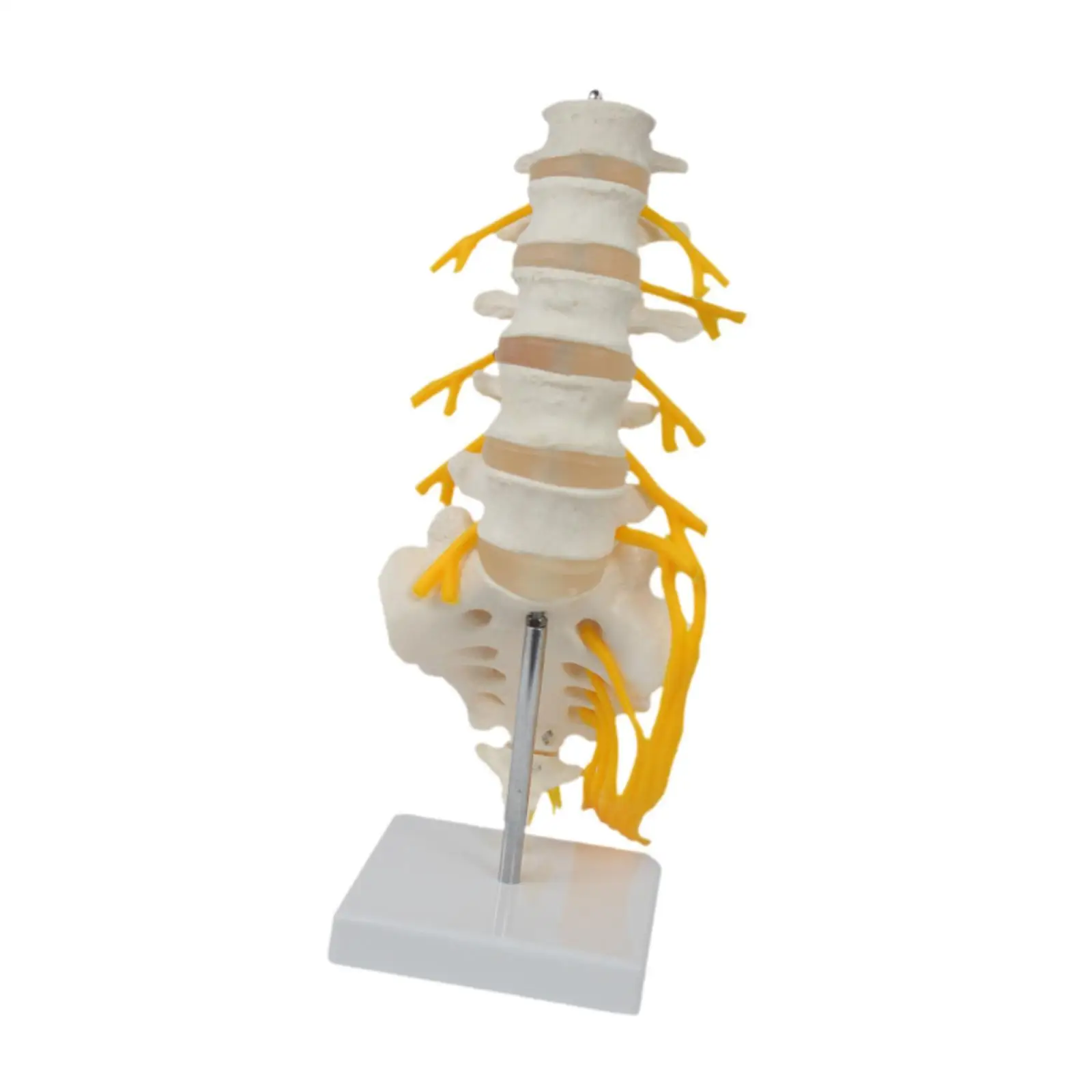 PVC Human Spine Man Model Anatomical Teaching Tool Vertebral Column Display for School Laboratory Education