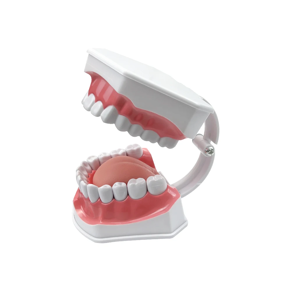 2 Times Dental Large Teeth Model Typodont with Toothbrush Dentistry Demonstration Model for Kids Teeth Brushing Learning