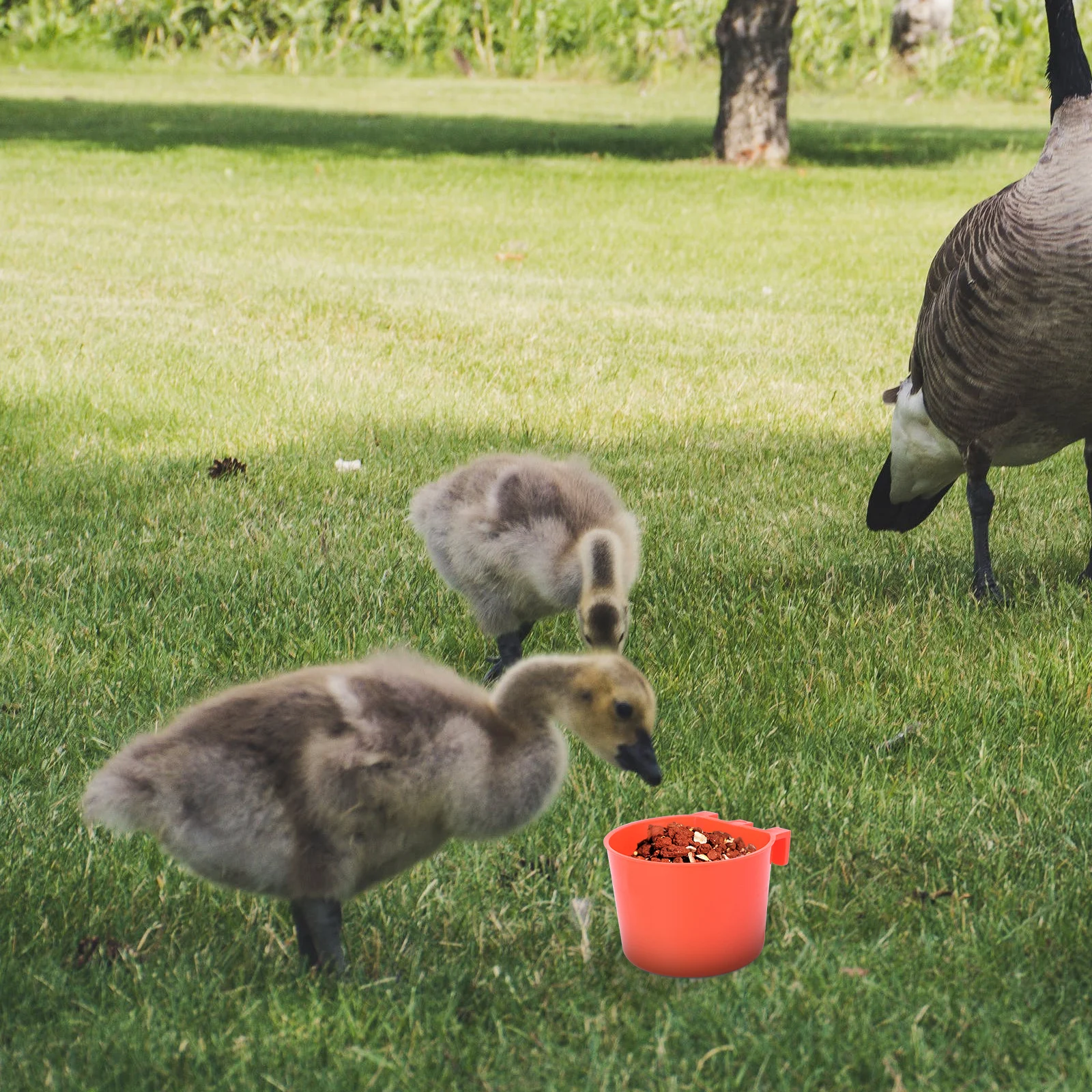 

10pcs Birds Feeder Thicken Polyethylene Durable Cage Feeding Bowl For Parrot Pigeon Bird Water Cups Supply Pet Accessories