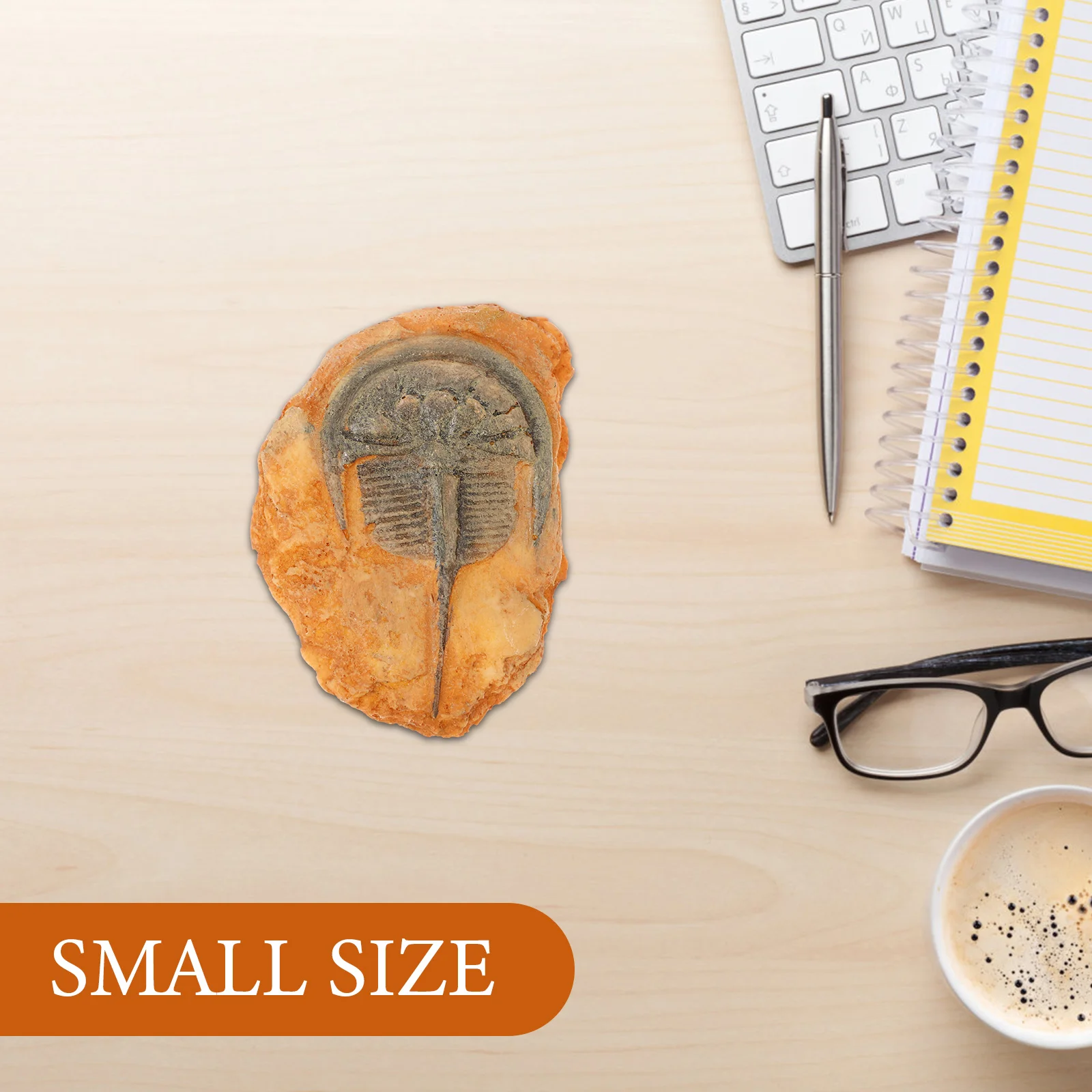 

Decoration Insect Specimen for Science Teaching Paleontological Ornament Mini Lightweight Portable Specimen