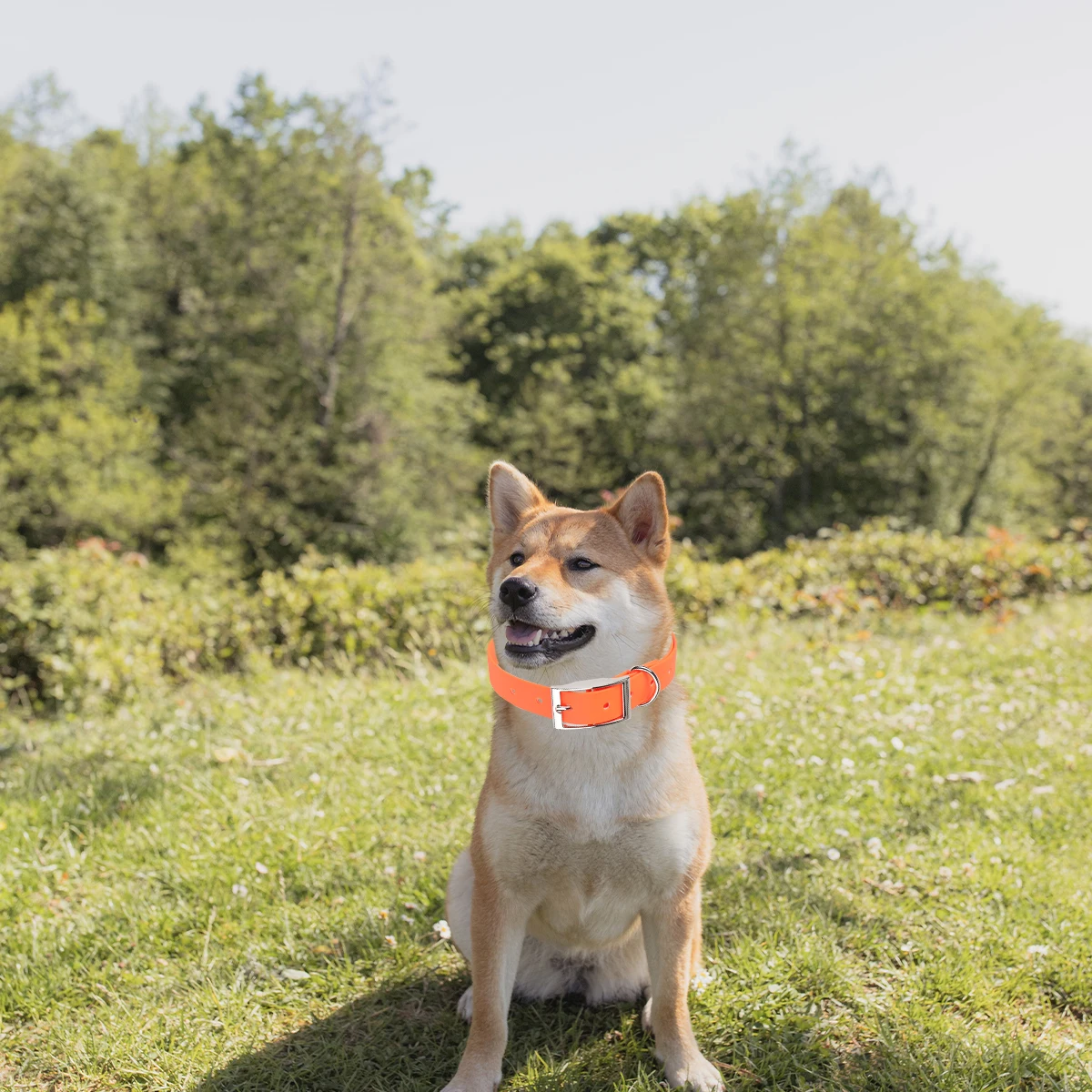 Pet Adjustable Pvc Dog Collar For Small Medium Cow Collars Dogs Durable Cow Style Puppy Collar