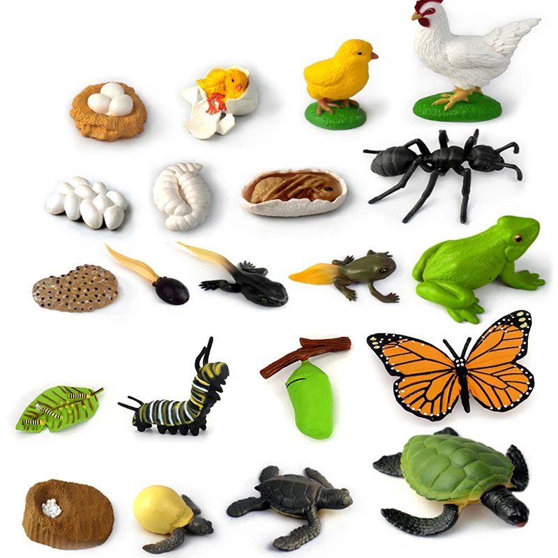 محاكاة دورة الحياة الحيوانات نموذج الأطفال لعبة مونتيسوري الحشرات دورة نمو النبات علم الأحياء لعبة تعليمية TMZ