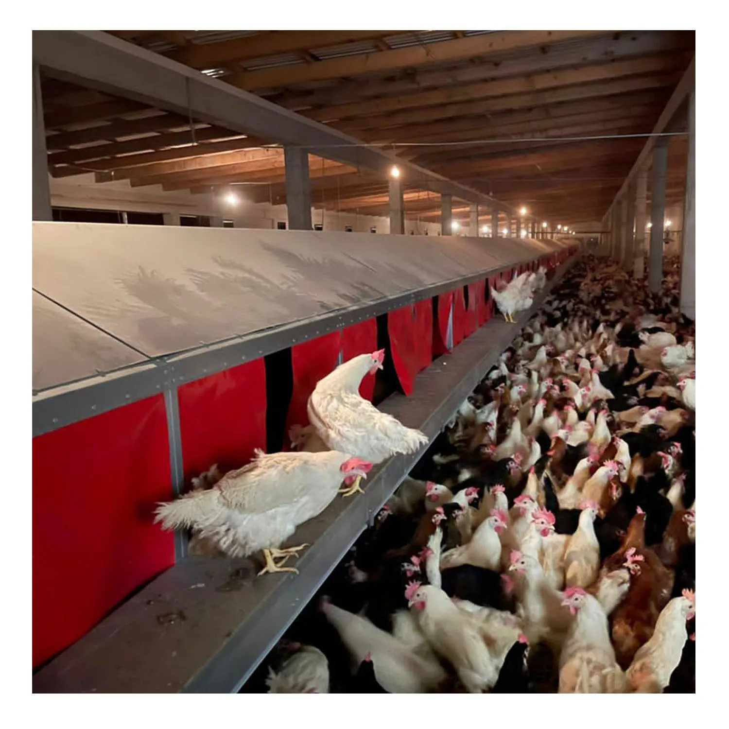 

Fully Automatic Poultry Farm Cage Chicken Feeding Equipment for Sale