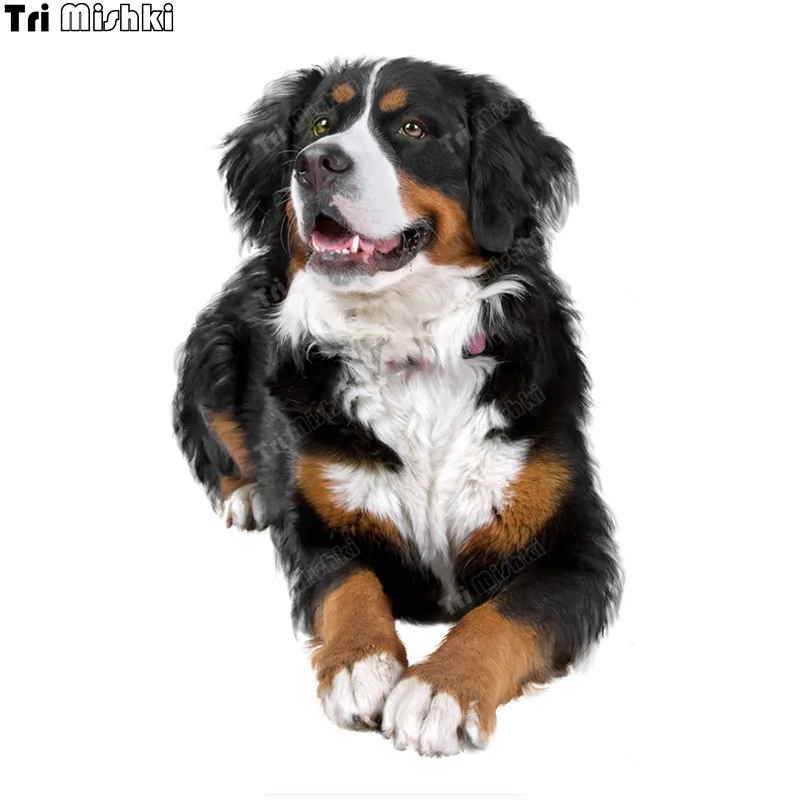 

Tri mishki WCS625 Swiss Bernese Mountain Dog car sticker PVC colorful Decals sticker on Car motorcycle Laptop Luggage