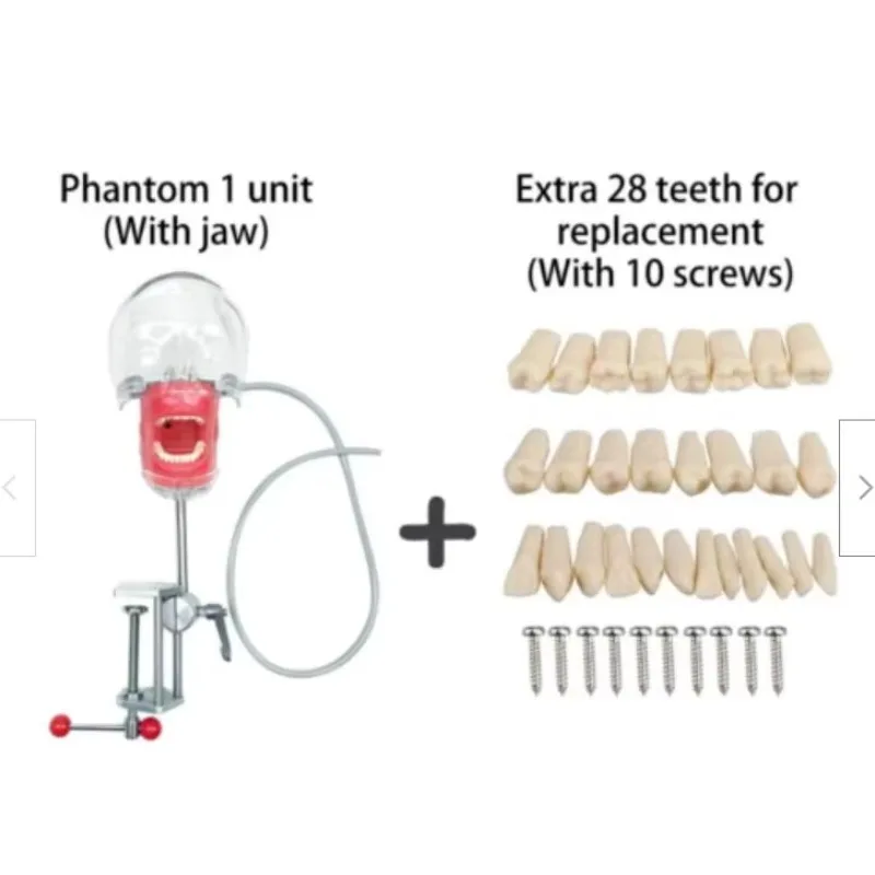 YTYIN Simulator Nissin Manikin Phantom Model With Extra 28 PCS Teeth