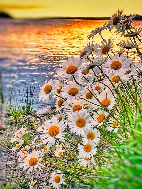 

Jigsaw Puzzle 1000 Pieces Sunset Seaside Landscape Puzzle Home Decor for Adults Game Family Fun Puzzles Educational Toys