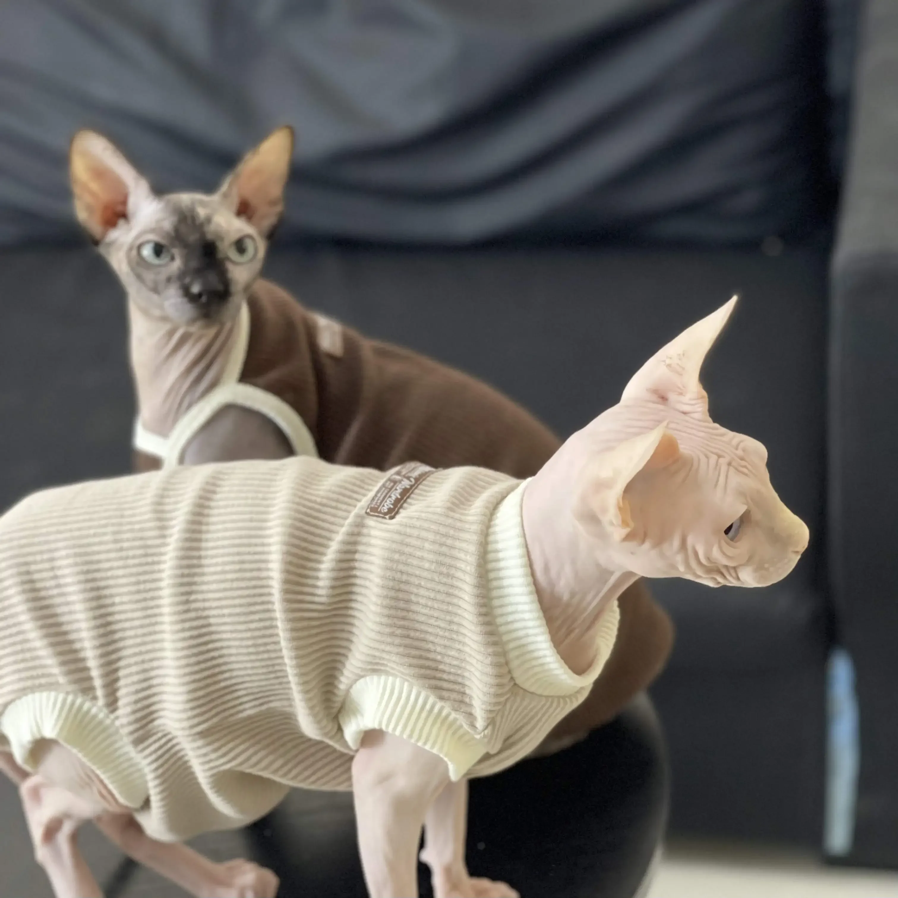 Sweet Cotton Coffee Shirt for Sphynx Cat Clothes Grey Vest Short Sleeves for Kittens Cartoon Coat for Devon Rex in Spring Summer