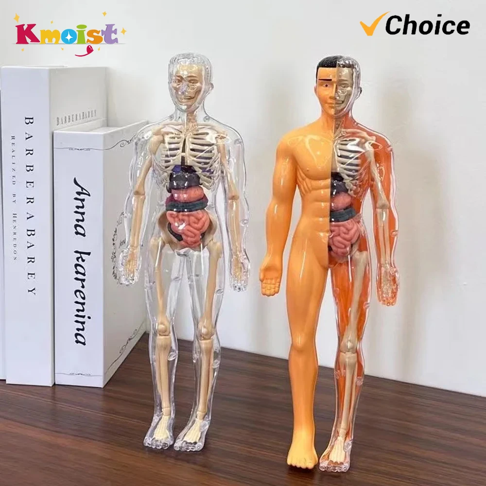 Modelo do Corpo Humano 3D para Criança, Esqueleto Anatomia, Montagem de Órgãos DIY, Brinquedos Educativos de Aprendizagem, Escola Biológica Teaching Aids Tool