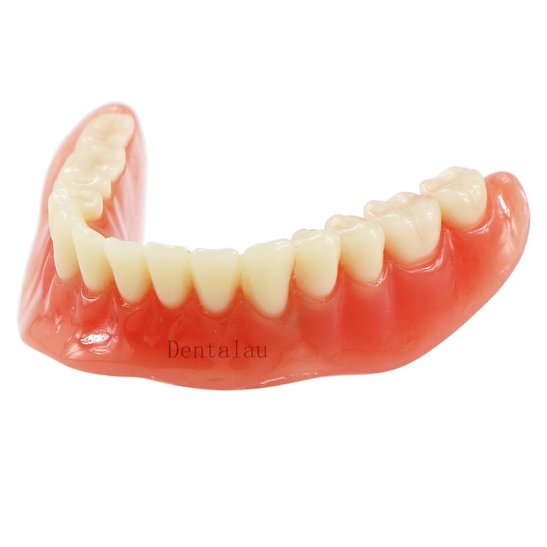 M6002 Dental Research  Overdenture Models Dental Implant Typodont Teeth Demo For Teach Study