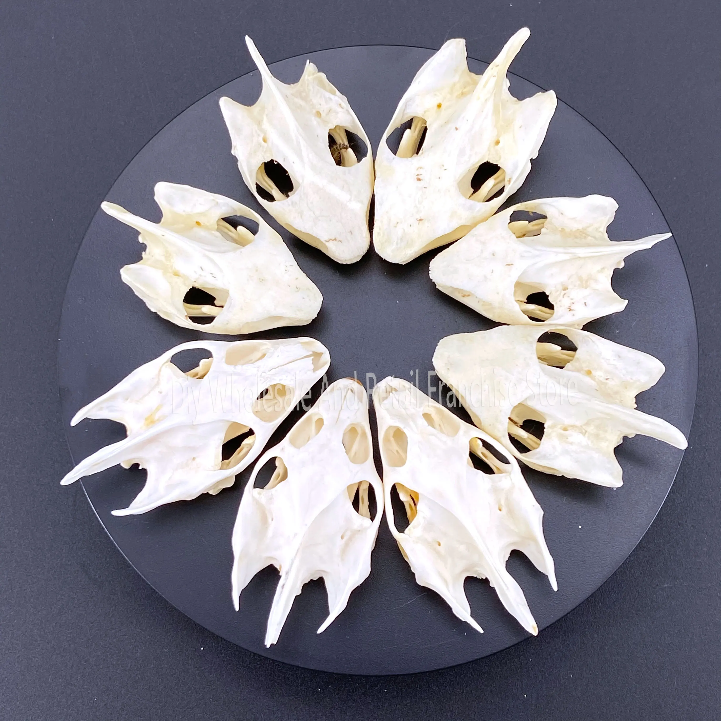 50 Pieces Of Sea Turtle Skull Crafts Jewelry, Educational Taxidermy Monster Skull (With Lower Jaw).