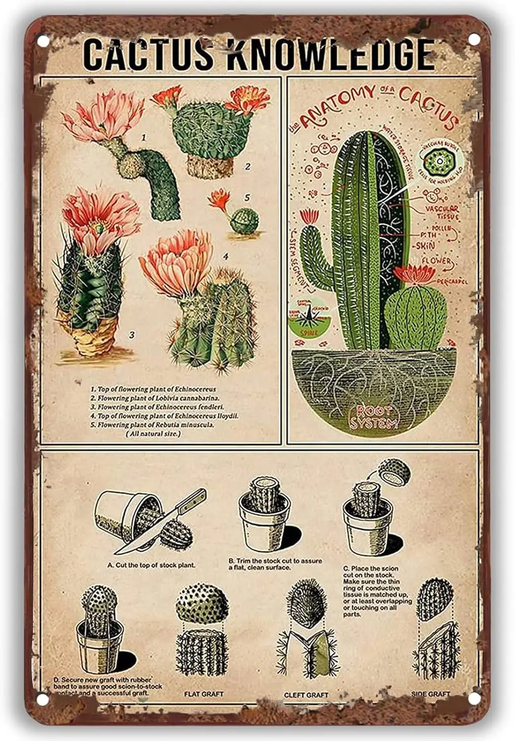 Cactus Knowledge Vintage Tin Sign Succulent Wall Art Cactus Southwestern Decor Rustic Tin Signs for Home Kitchen Bar Room G sign