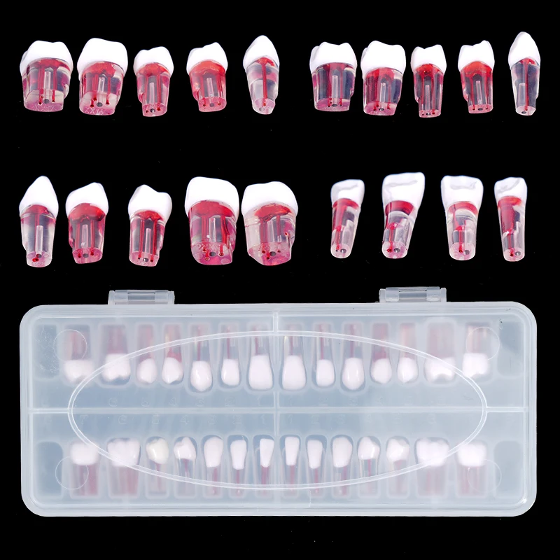 

28Pcs/set Dental Endodontic Teeth Model Transparent Red Root Canals Practice Tooth for Teaching Study Training