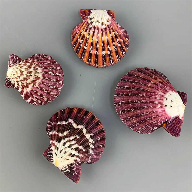 2pcs/Lot Crimson Oil Painting Scallops Marine Specimens Collection Lovely Home Decoration Mediterranean Style Conch Shells