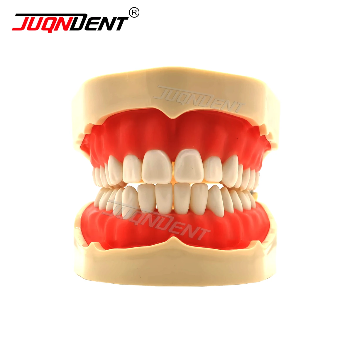 Dental Teaching Teeth Model Dental Training Model Dental Spare Parts Frasaco ANA-4 Style For Training Dental Students Training