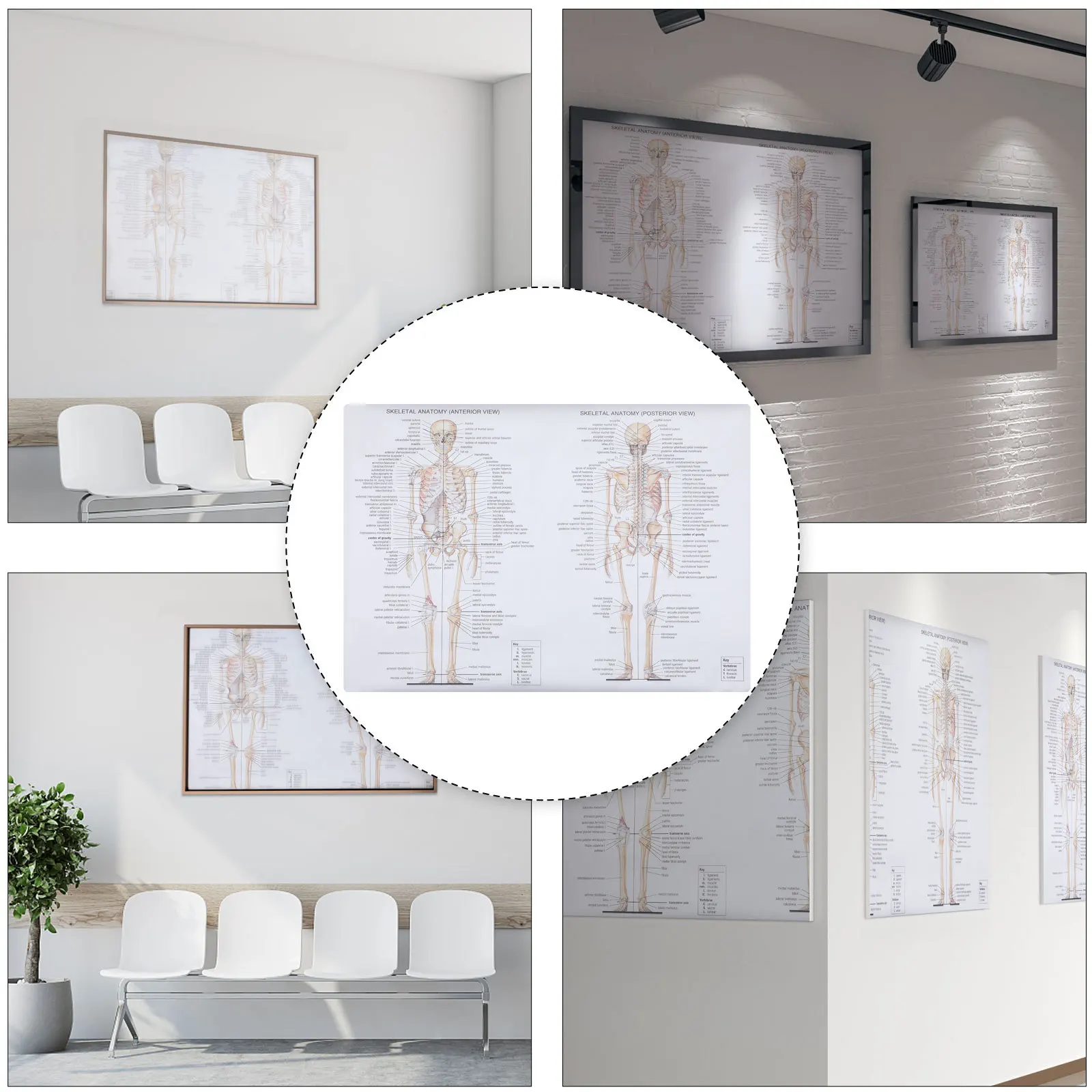 

Human Anatomy Poster High-Quality Durable Body Structure Painting Skeletal Teaching Picture For School Laboratory Classroom Use