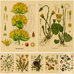 Plant Flower Study Retro Poster Medical Botanical Prints Kraft Paper Vintage Home Living Room Decor Aesthetic Art Wall Painting