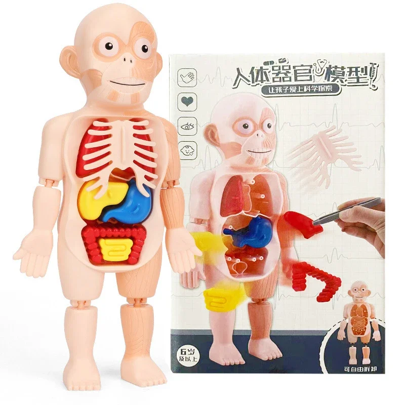 15 pçs conjunto montessori brinquedos crianças ciência educação corpo humano órgão anatomia modelo diy montado brinquedos médicos ferramentas de ensino