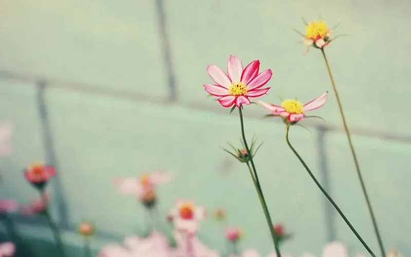 

For Toyota Corolla 2017-2018 Black Under Engine Guard Plate Splash Shield Mud Fender Cover Mudguard Protector