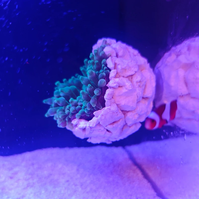 Nouveau bricolage à la main fl - Coral Frag Plug avis et prix