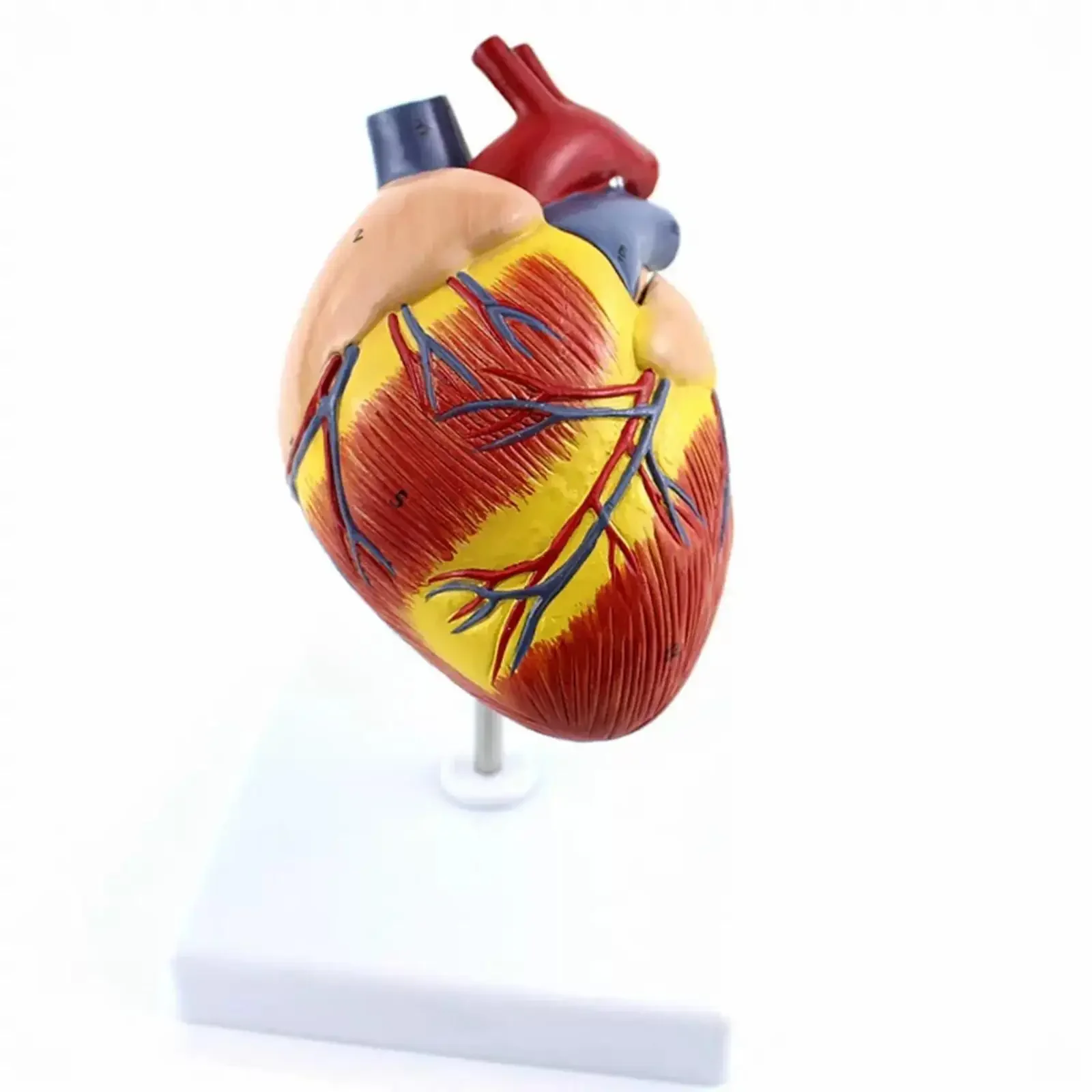 PVC Dog's Heart Anatomical Animal Model Medical Teaching Models